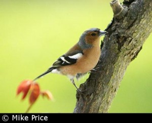 chaffinch Chaffinch courtesy of British Garden Birds.