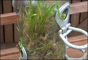grass_feeder_dec08_290x200