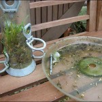 grass_feeder_dec08_600x450 Seedling thrive in the thin 'greenhouse'