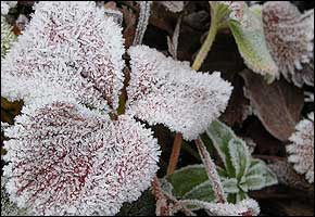 leaves_ice_290x200 Ice crystals on coloured leaves