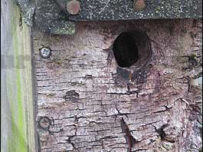 Nest Box