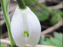 First snowdrop of 2010
