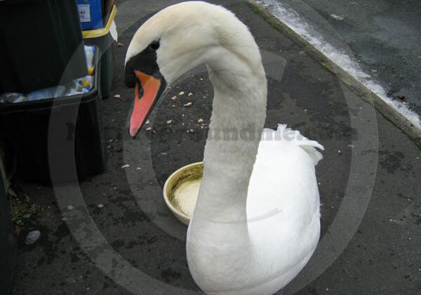 Swan hunting for food