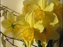 Daffodil