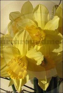 Daffodil Daffodil