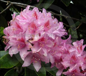Rhododendron Rhododendron