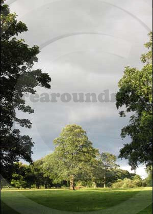 Standing proud in a Cumbrian park