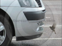 Drive through food for birds