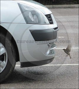 Drive through food for birds Drive through food for birds