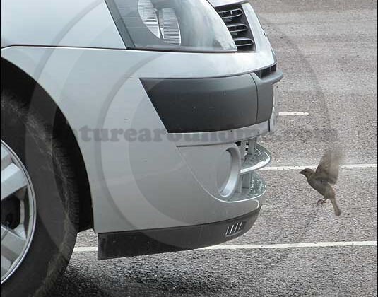 Drive through food for birds