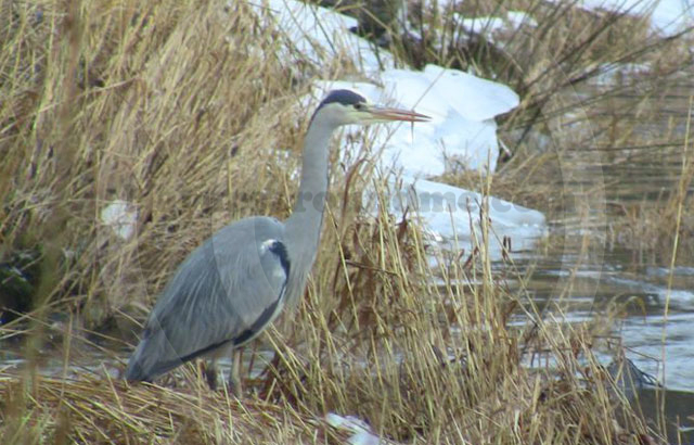 Grey Heron on River Eden