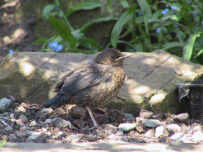 How many birds can you spot in the Big Garden Birdwatch