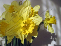 The daffodil made famous by a certain Wordsworth poem