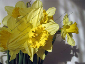 The daffodil made famous by a certain Wordsworth poem The daffodil made famous by a certain Wordsworth poem