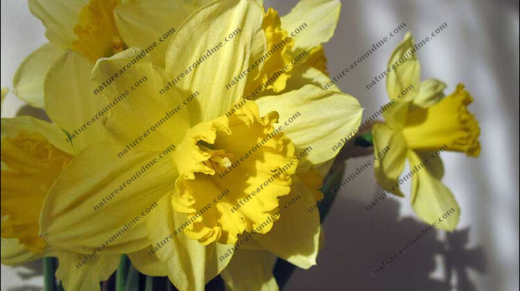 The daffodil made famous by a certain Wordsworth poem
