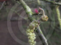 Female Common Hazel Flower