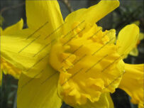 Farndale’s wild daffodils look set to begin blooming in time for the start of the popular daffodil shuttle bus