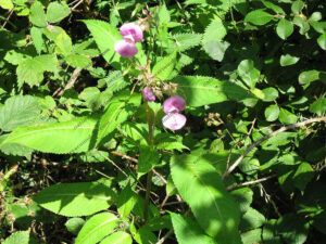Himalayan Balsam is a non-native plant