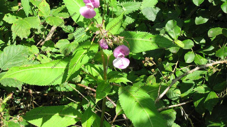 Himalayan Balsam is a non-native plant