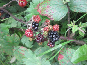 Brambles or blackberries - Scientists want you to spot them and record them