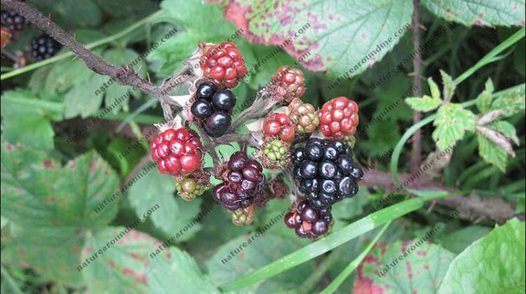 Brambles or blackberries - Scientists want you to spot them and record them