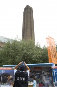  looking for the birds on the Tate Modern building - Pic Eleanor Bentall (rspb-images.com)