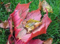 Autumn leaves catch the morning dew