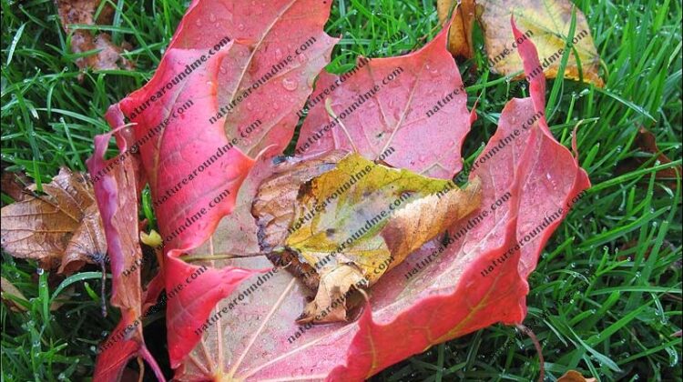 Autumn leaves catch the morning dew