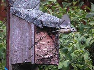 Adding a bird box to your garden our yard is best done at this time of year