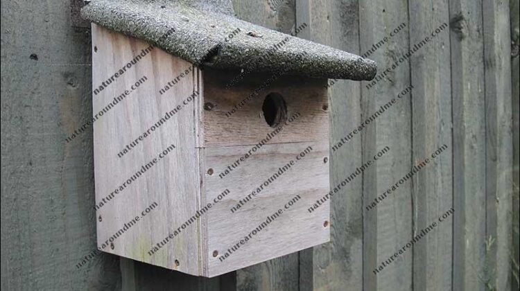 Adding a bird box to your garden our yard is best done at this time of year