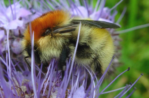 Bumblebee in Baldersdale garden