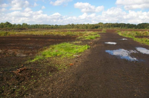Lindow Moss - geograph.org.uk Attribution: Roger Gittins