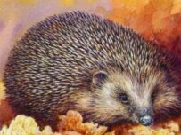 Hedgehogs - Pat Morris